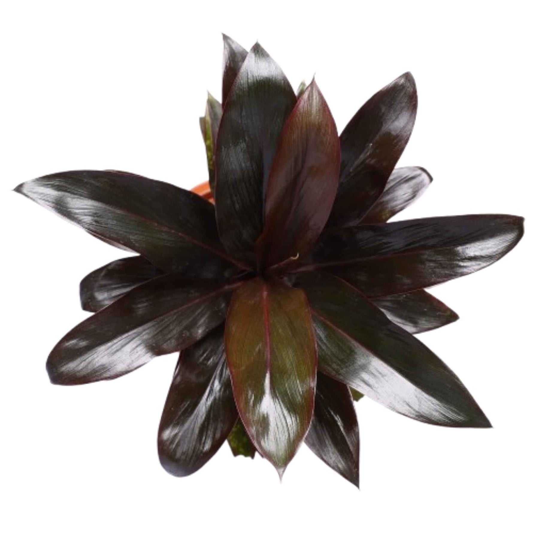 Cordyline Coffee Compacta, top view, dark leaves, USA.
