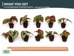Live Begonia Plants 10 Pack assorted rooted starter plants from Divine Roots
