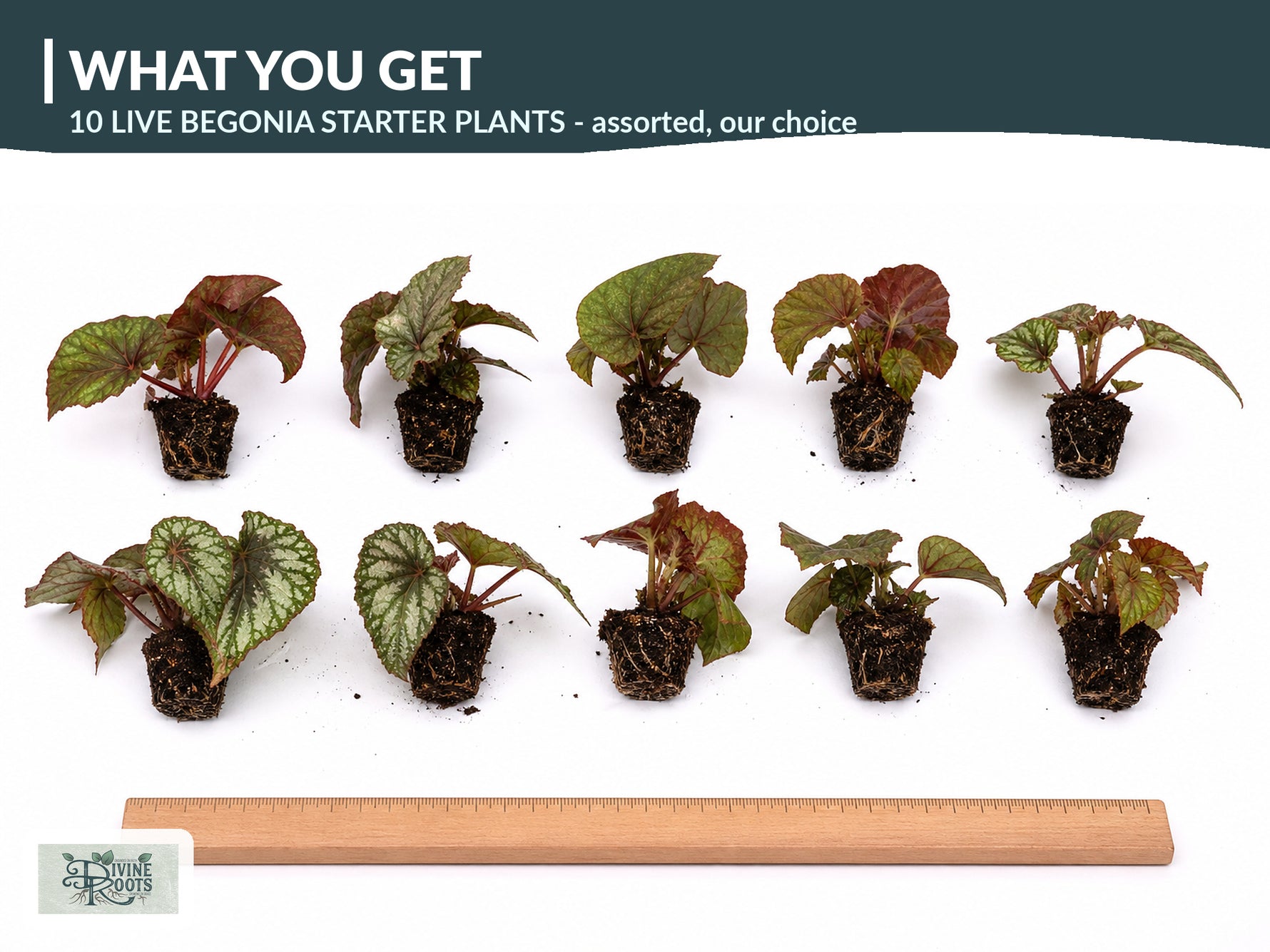 Live Begonia Plants 10 Pack assorted rooted starter plants from Divine Roots