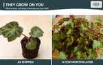 Live Begonia Plants 10 Pack assorted rooted starter plants from Divine Roots