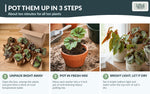 Live Begonia Plants 10 Pack assorted rooted starter plants from Divine Roots