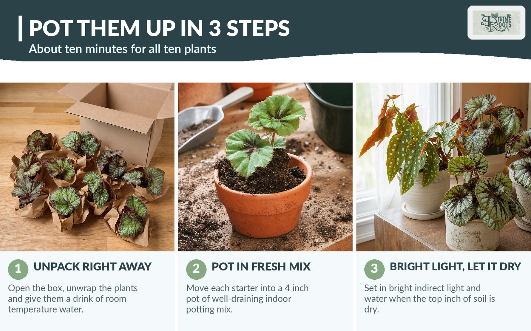 Live Begonia Plants 10 Pack assorted rooted starter plants from Divine Roots