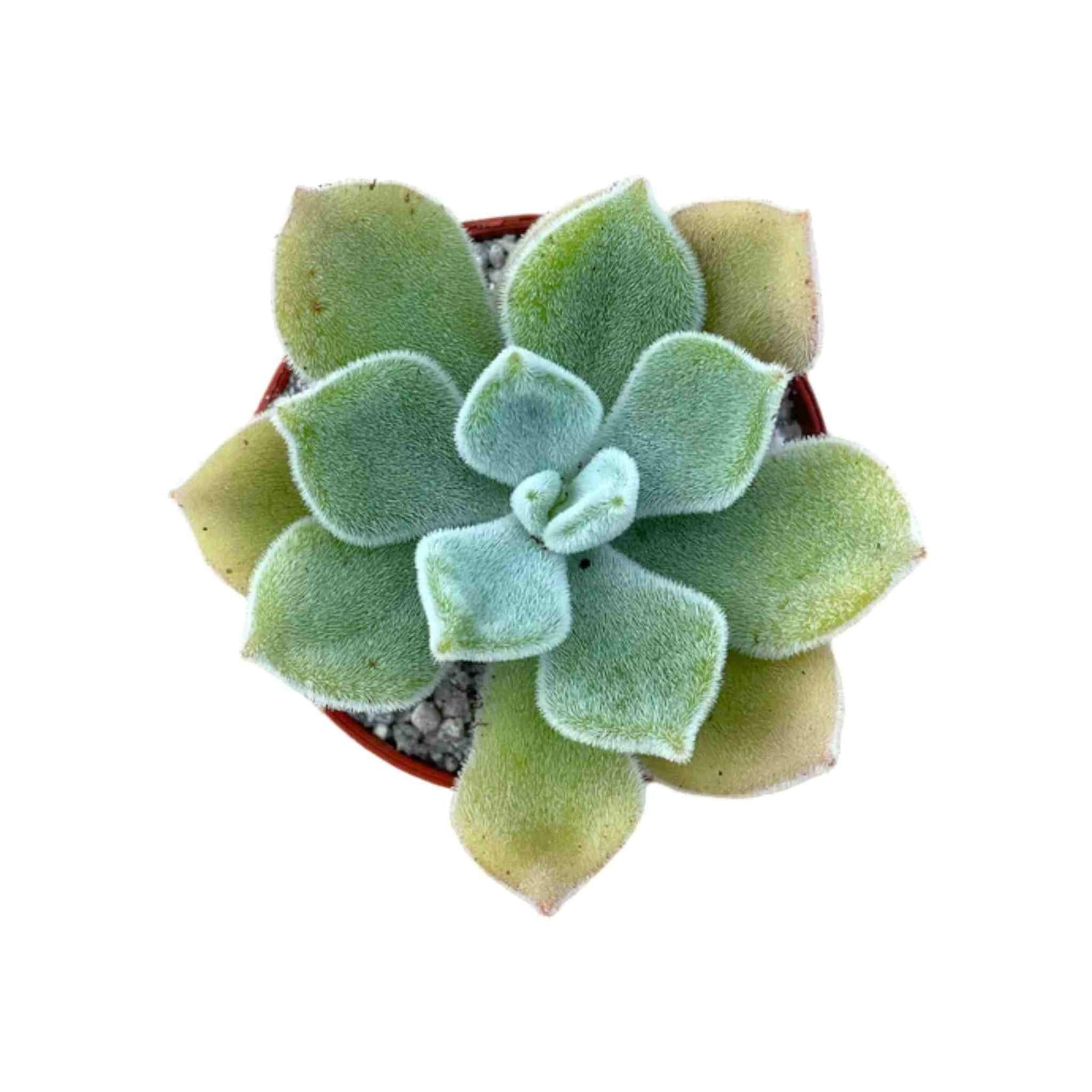 Easy-care indoor succulent Echeveria Pulvinata Frosty showcasing its textured green rosette common in USA homes