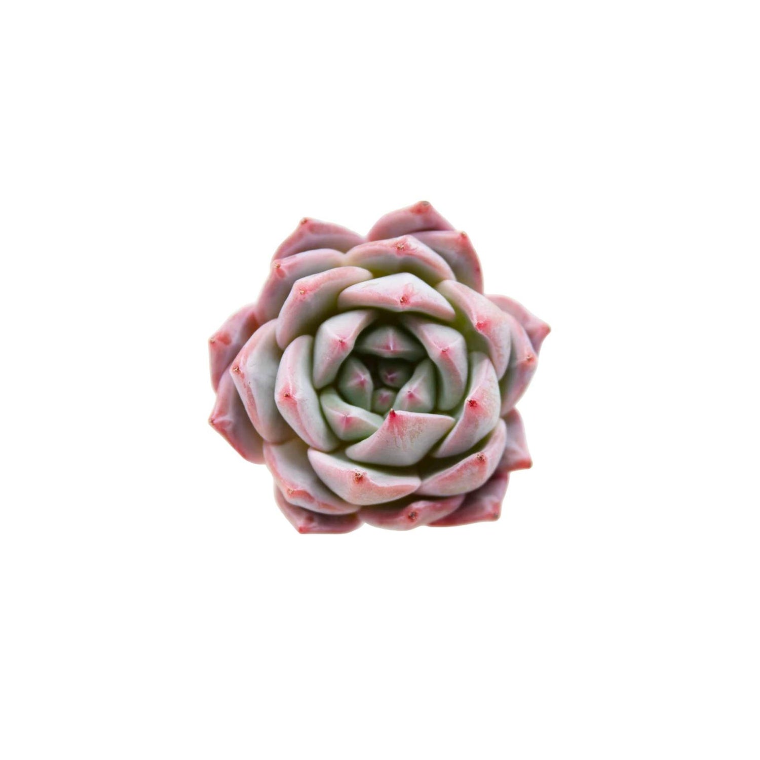 Echeveria Blue Bird Rooted Starter Plant