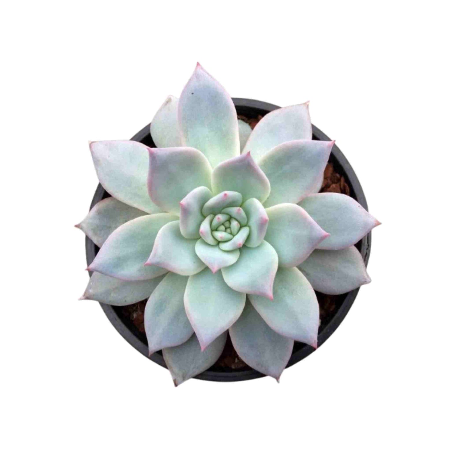 Echeveria Blue Bird, light blue succulent, USA sales, pot plant.