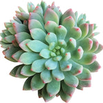 Echeveria Blue Elf, rosette with pink tips, top view.