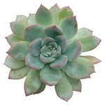 Rooted Echeveria, Blue Elf, young plant for succulent garden.