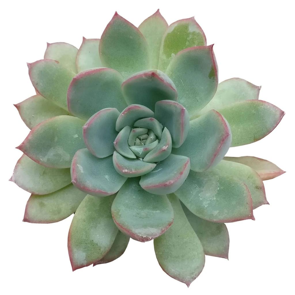 Rooted Echeveria, Blue Elf, young plant for succulent garden.