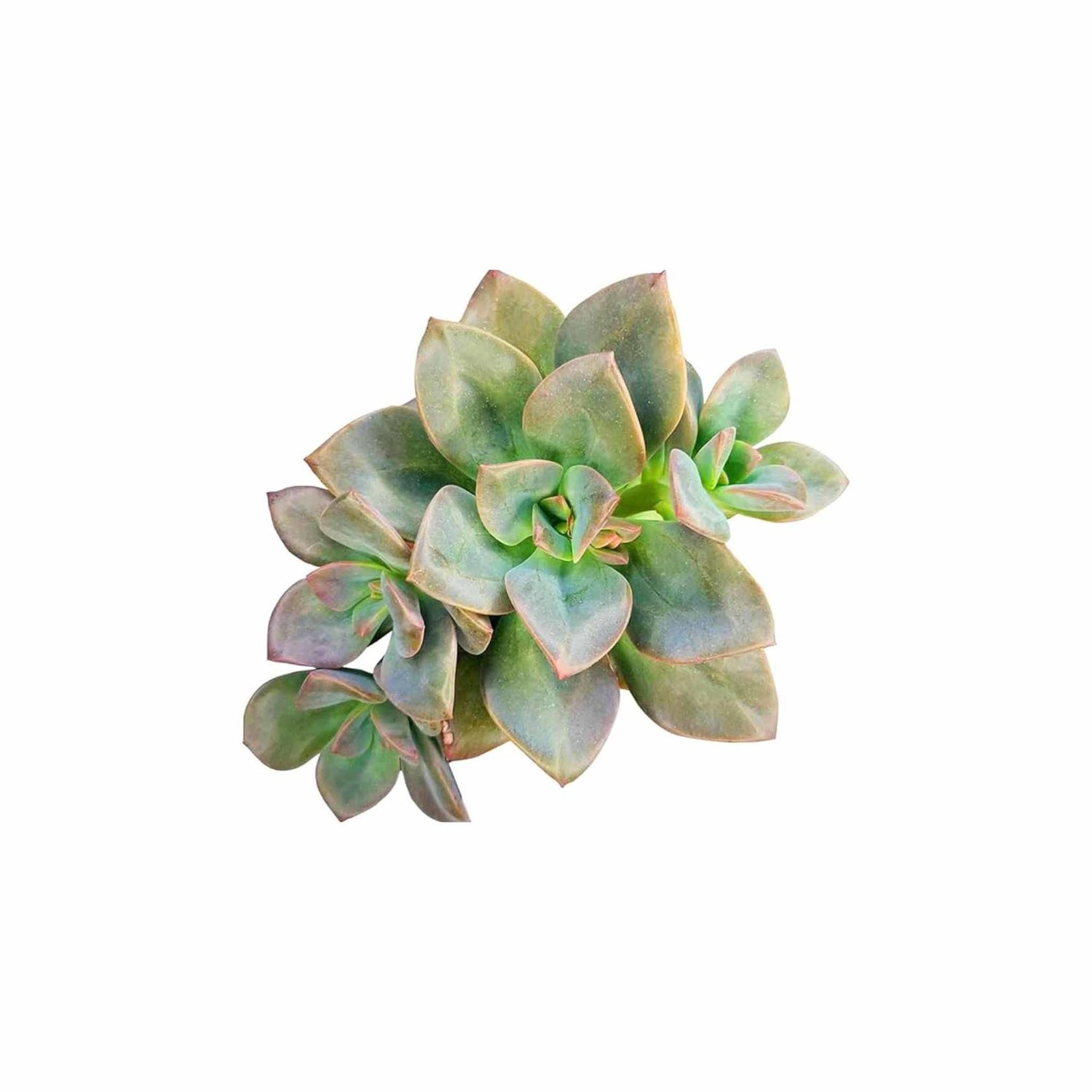 Echeveria Chroma Rooted Starter Plant