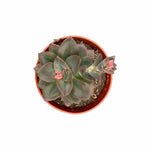 Echeveria Chroma succulent with vibrant pink and green leaves a popular plant in the USA