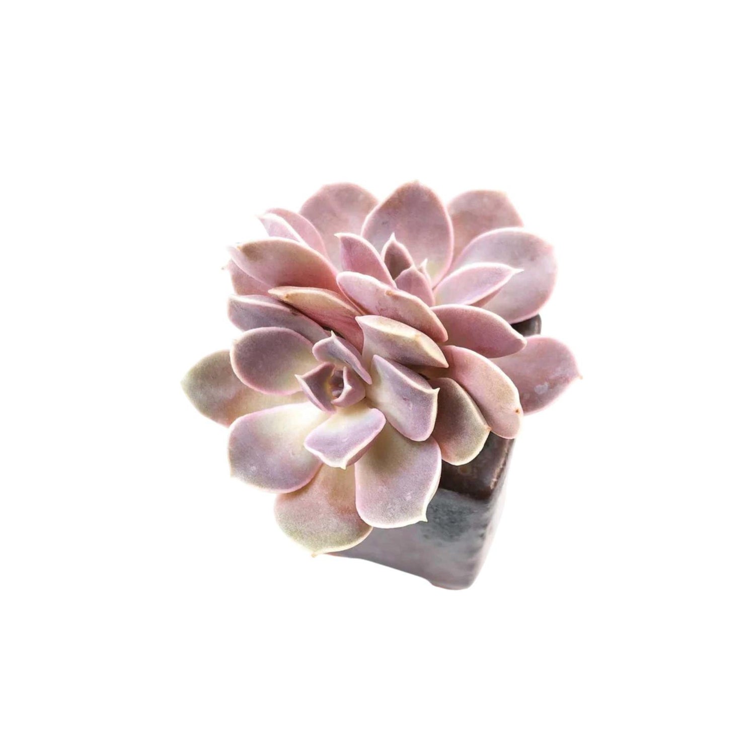 Echeveria Diffractens Rooted Starter Plant