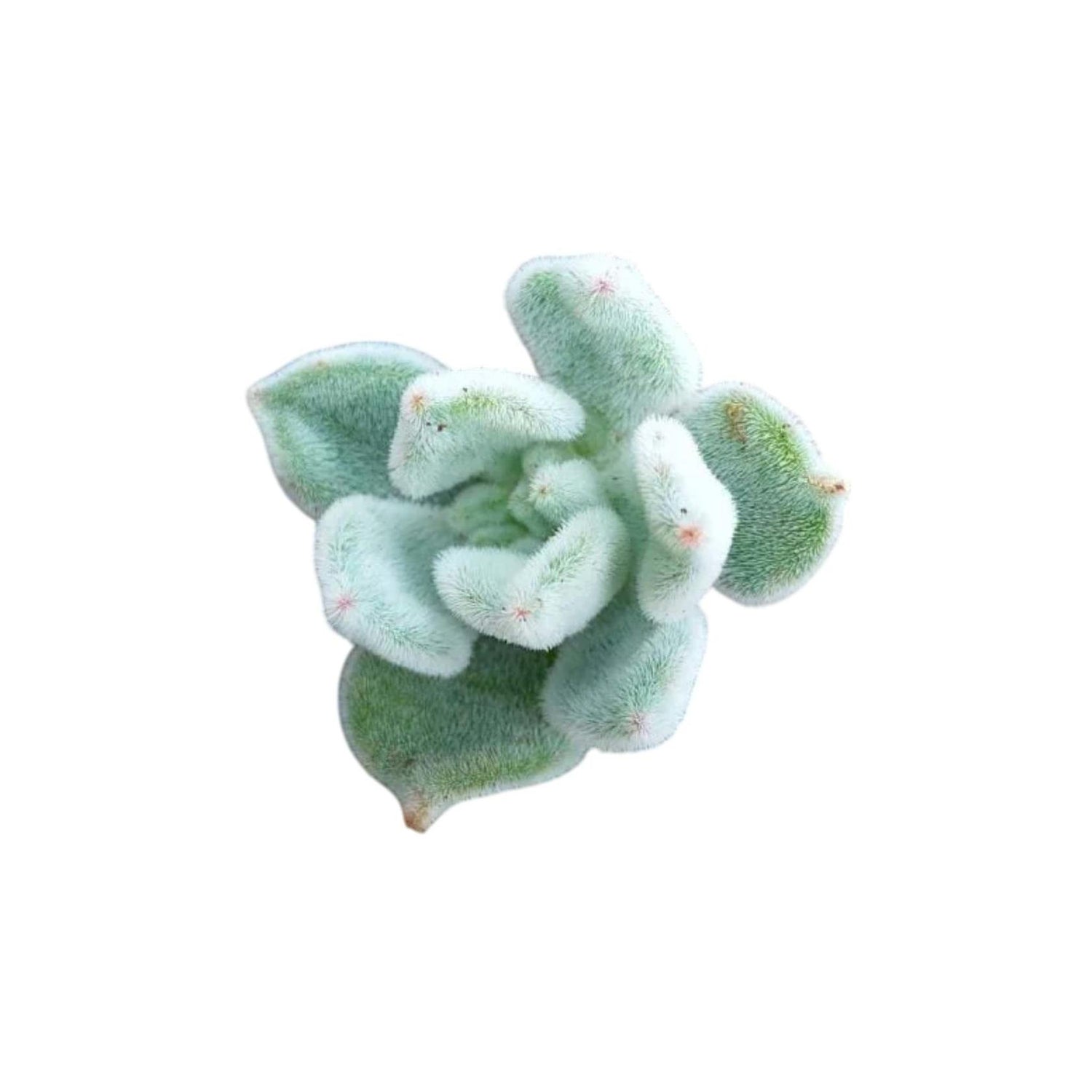 Echeveria Frosty Rooted Starter Plant