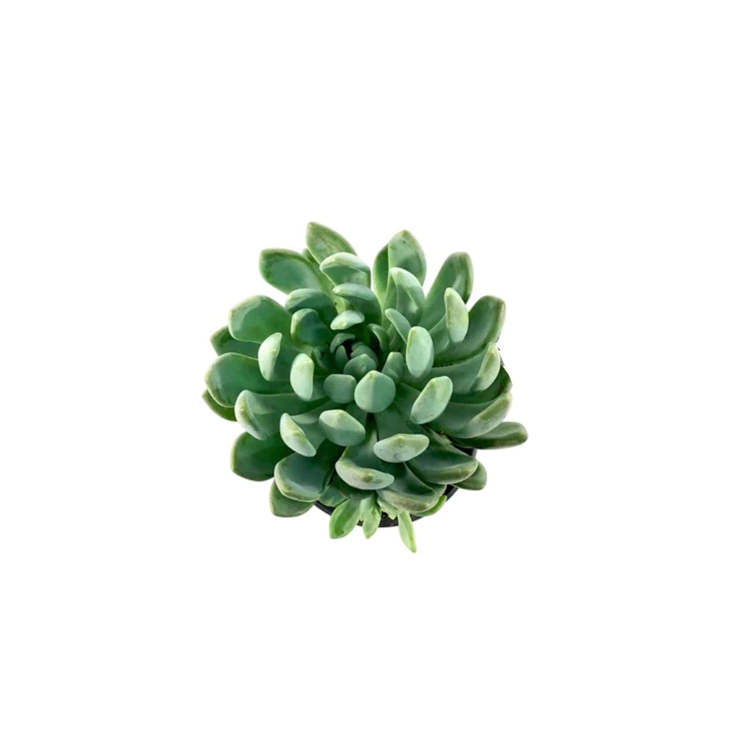 Echeveria Gray Red Rooted Starter Plant