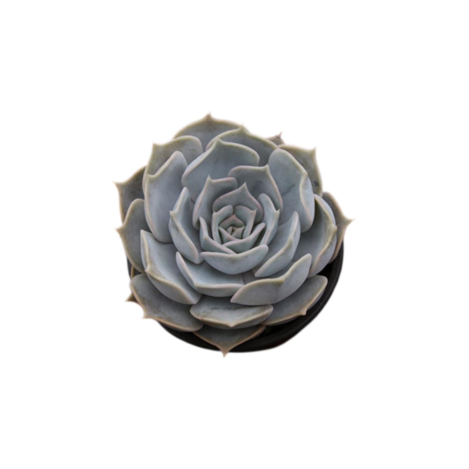 Echeveria Lilacina Rooted Starter Plant