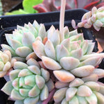 Echeveria Prolifica Succulent, displaying its blue-green and pink hues in rosettes.