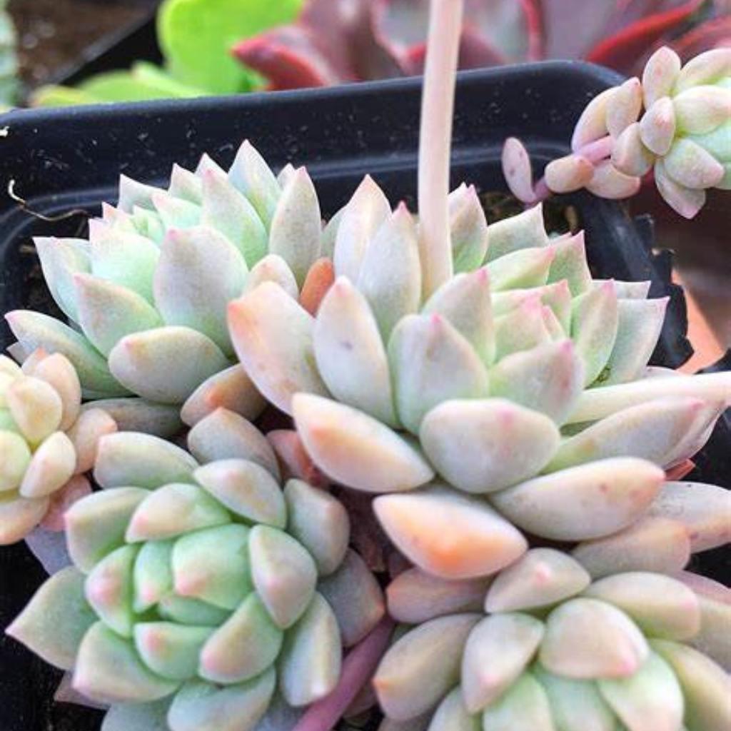 Echeveria Prolifica Succulent, displaying its blue-green and pink hues in rosettes.