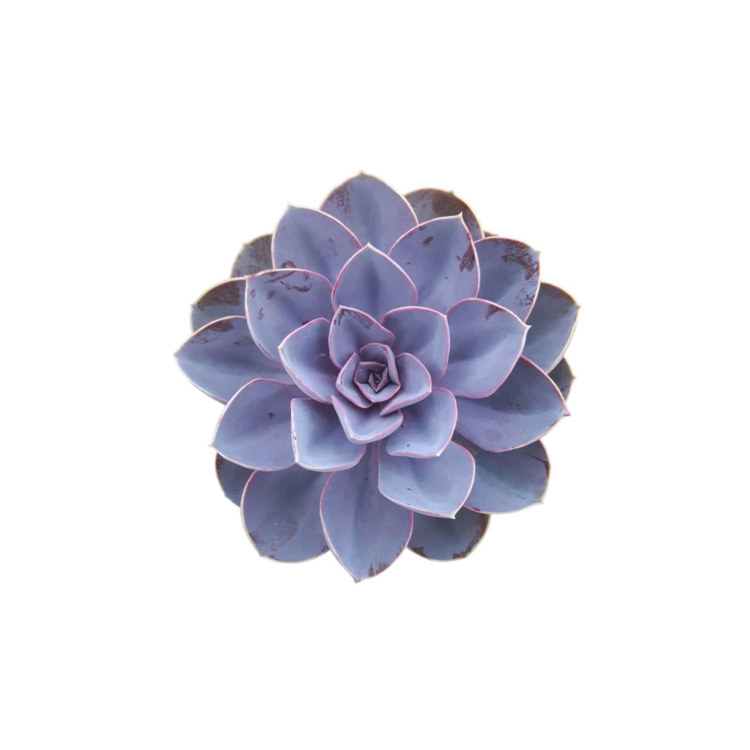 Echeveria Purple Pearl Rooted Starter Plant