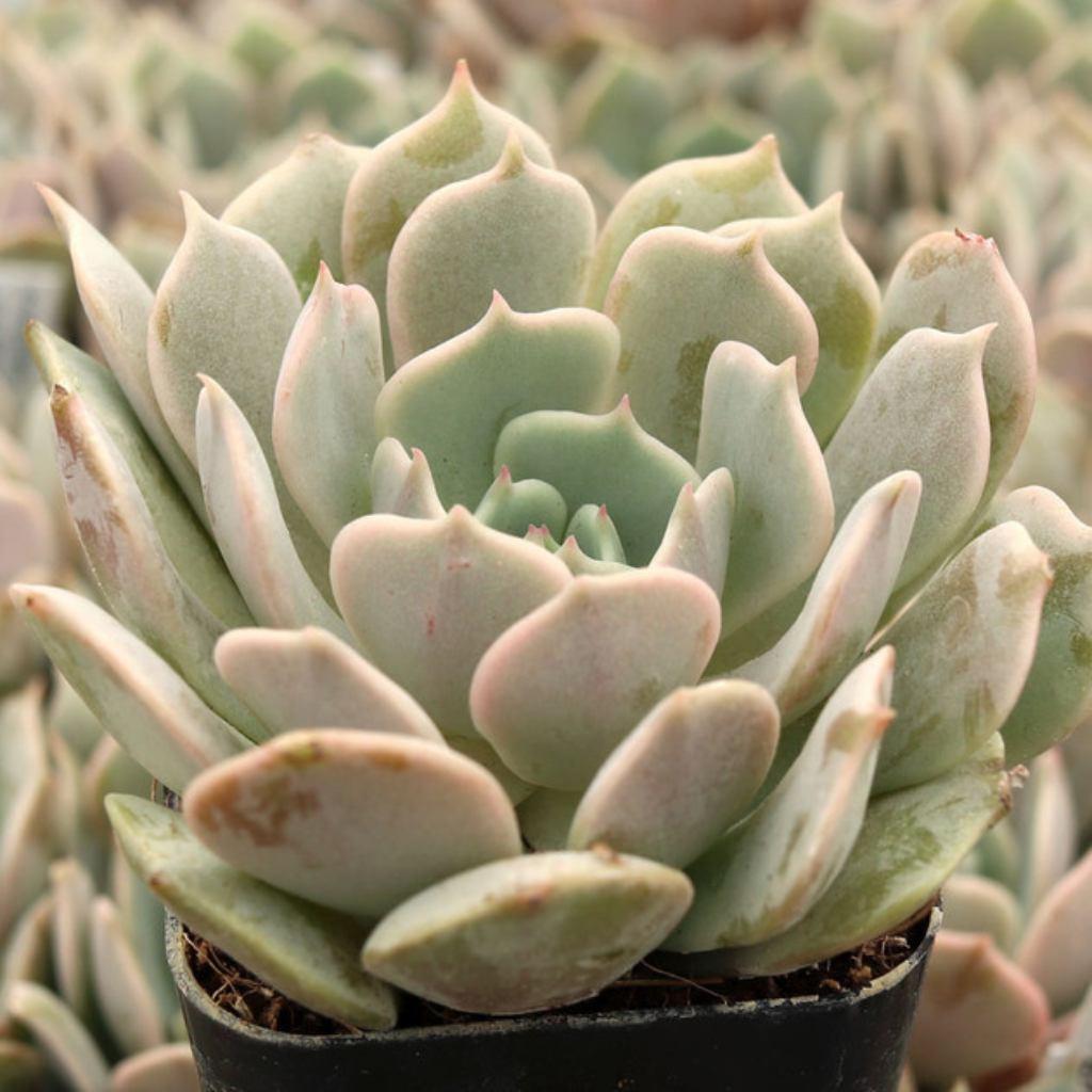 Rooted Pink Edge Echeveria, young starter plant, showing rosette shape.