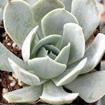 Echeveria Runyonii Pink Edge, displaying its light blue-green, rosette leaves.
