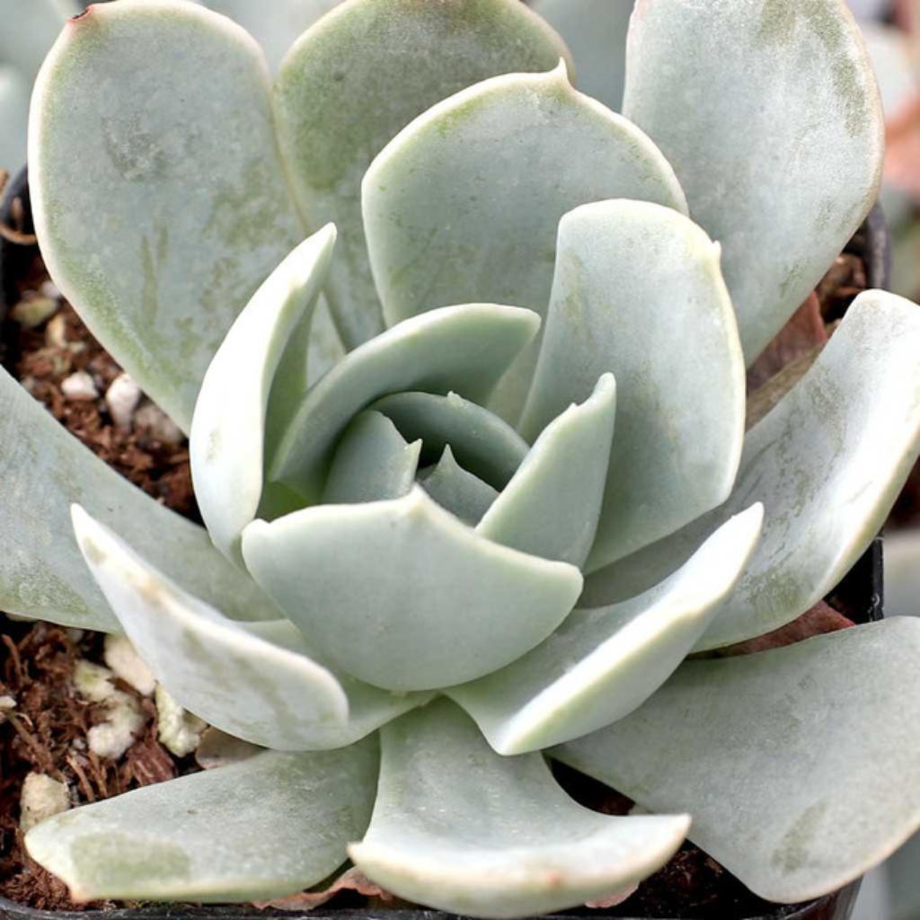 Echeveria Runyonii Pink Edge, displaying its light blue-green, rosette leaves.