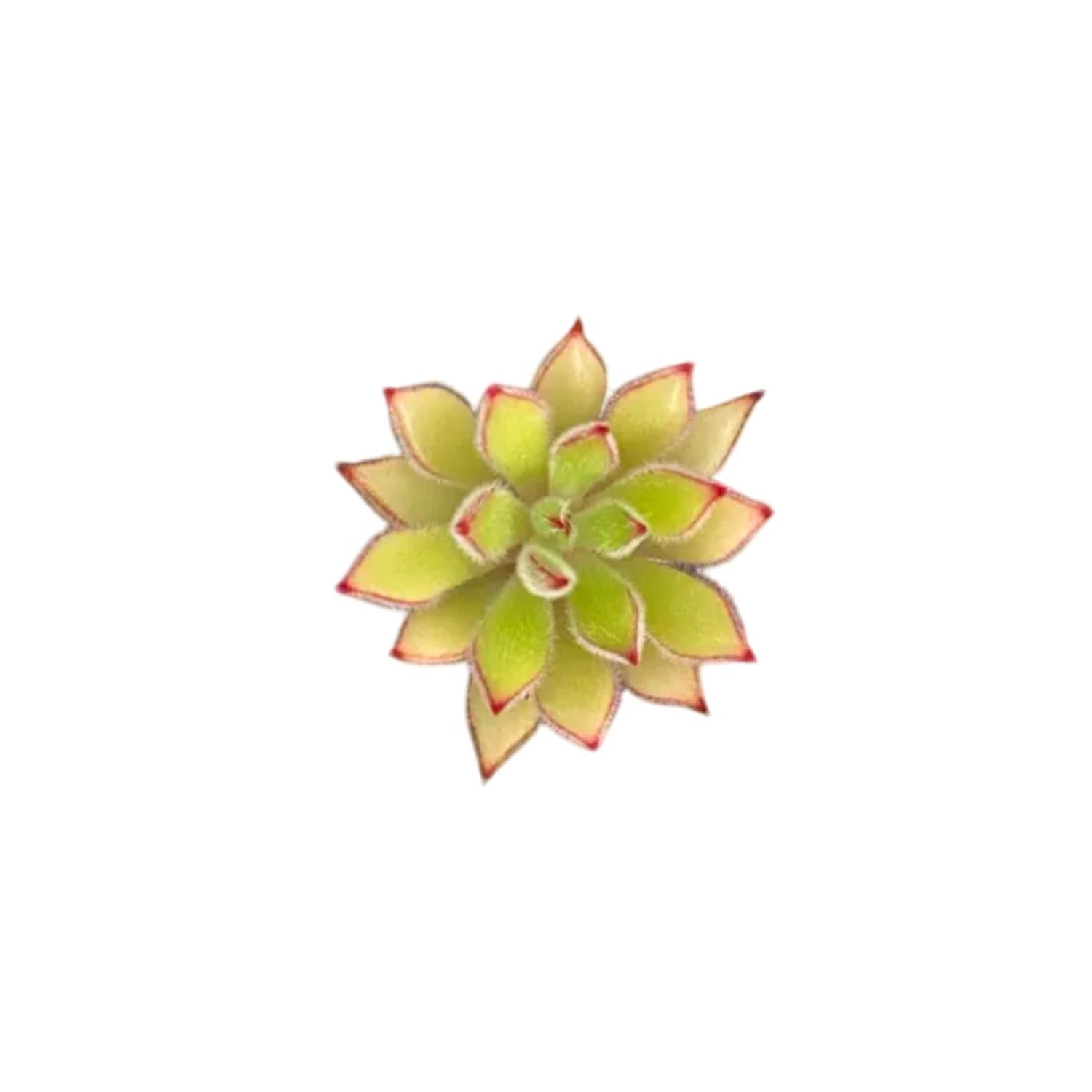 Echeveria Setosa Arrow Rooted Starter Plant