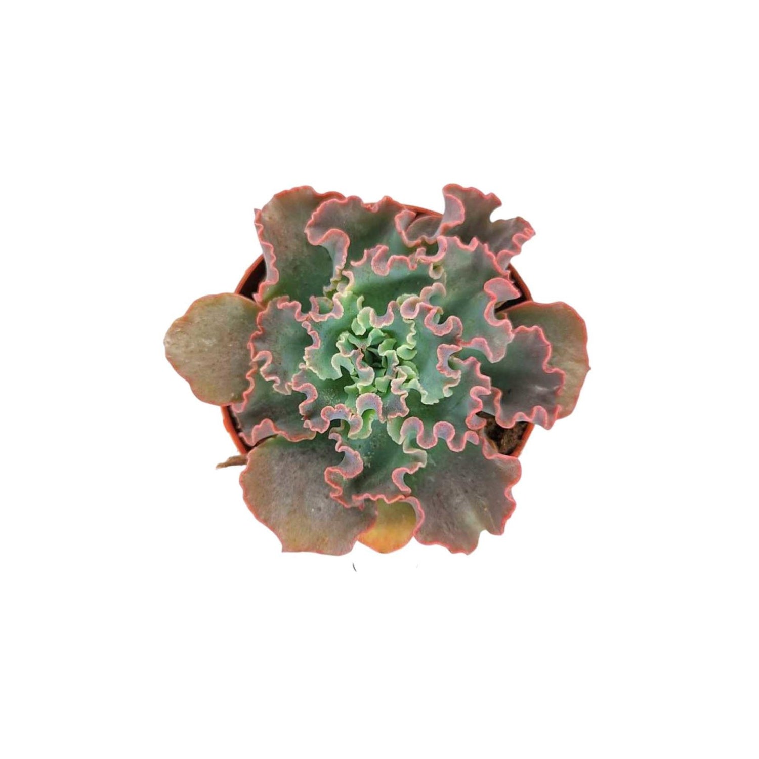 Echeveria Shaviana