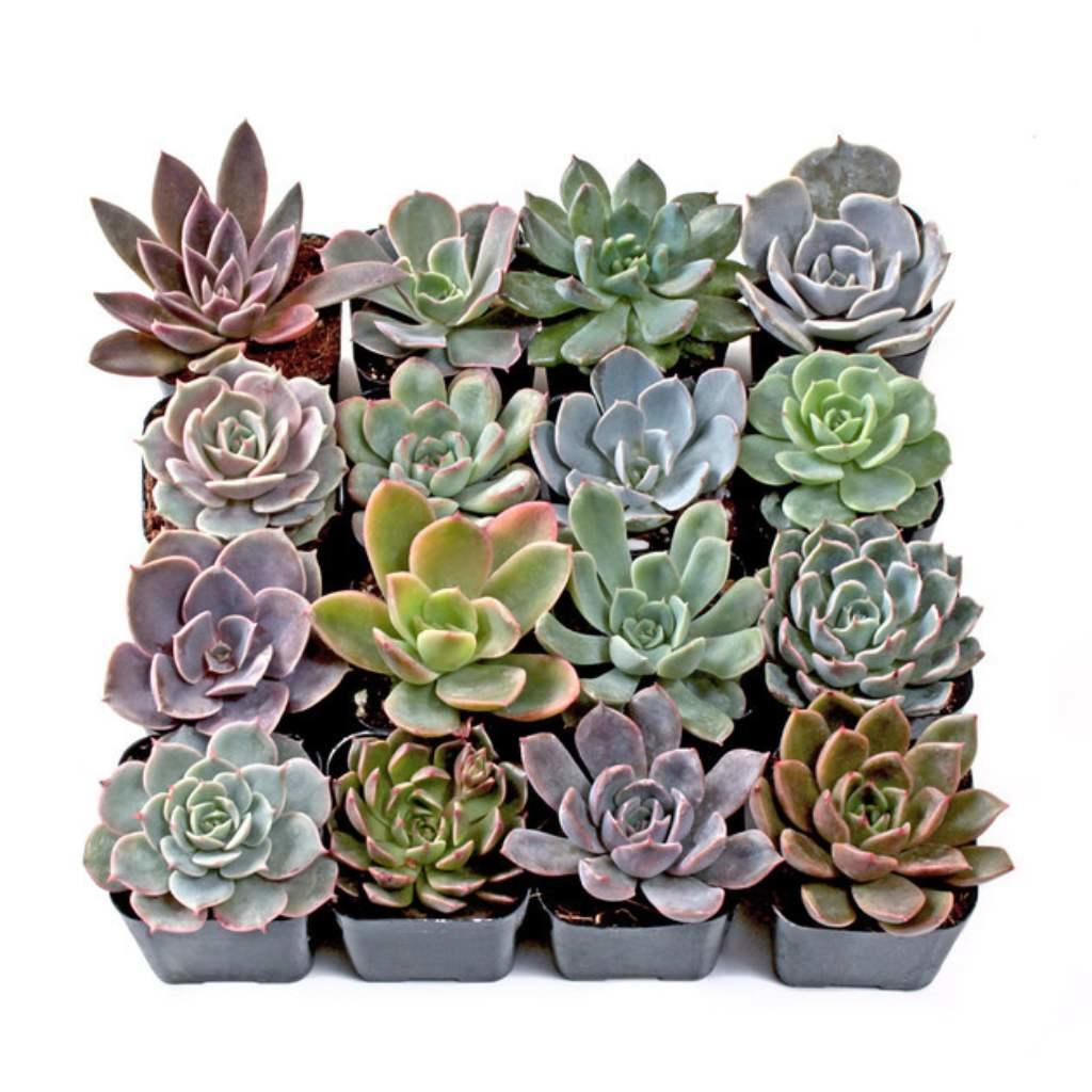 Echeveria plants, USA, succulent set.