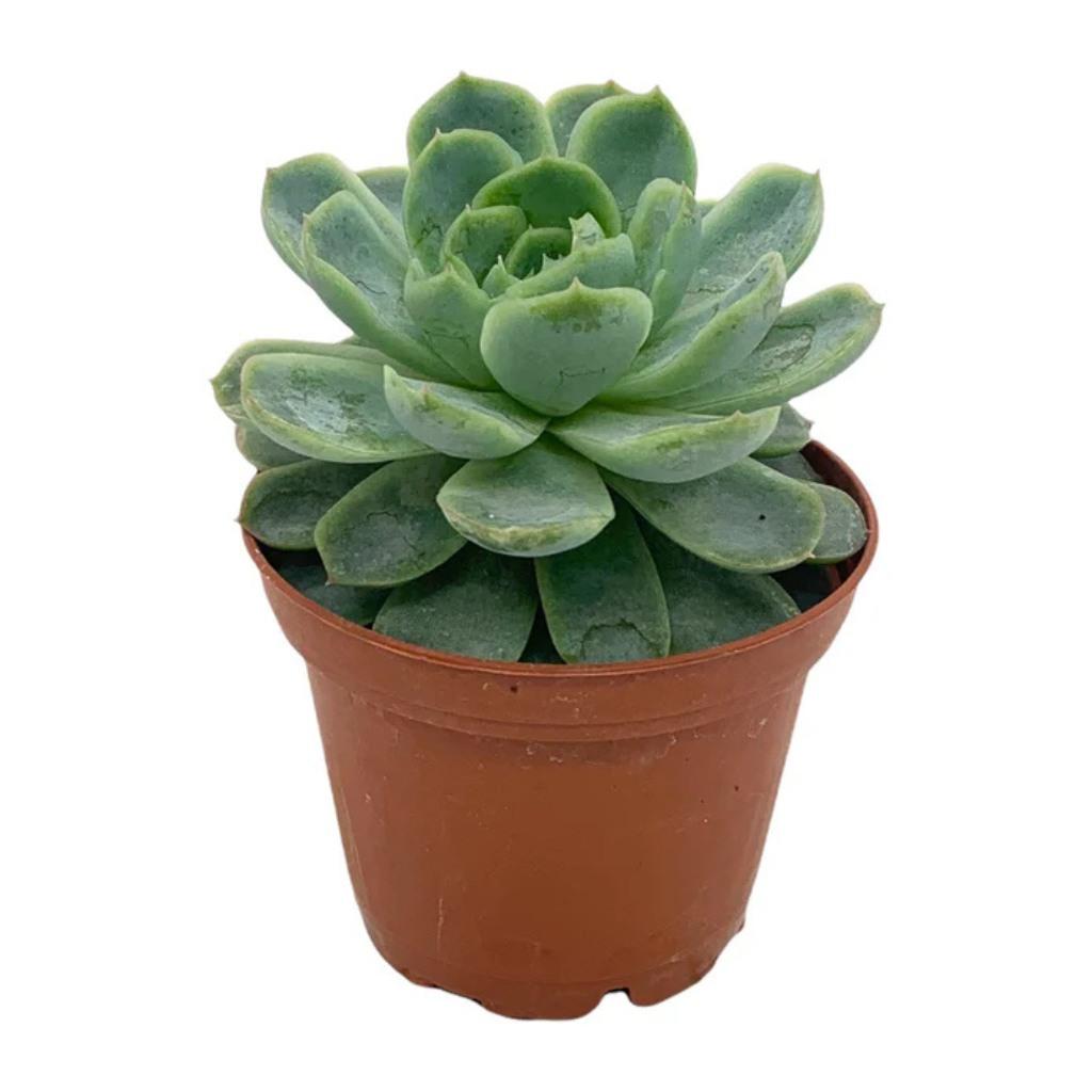 Echeveria Vertis Succulent, small potted plant with green rosette leaves.