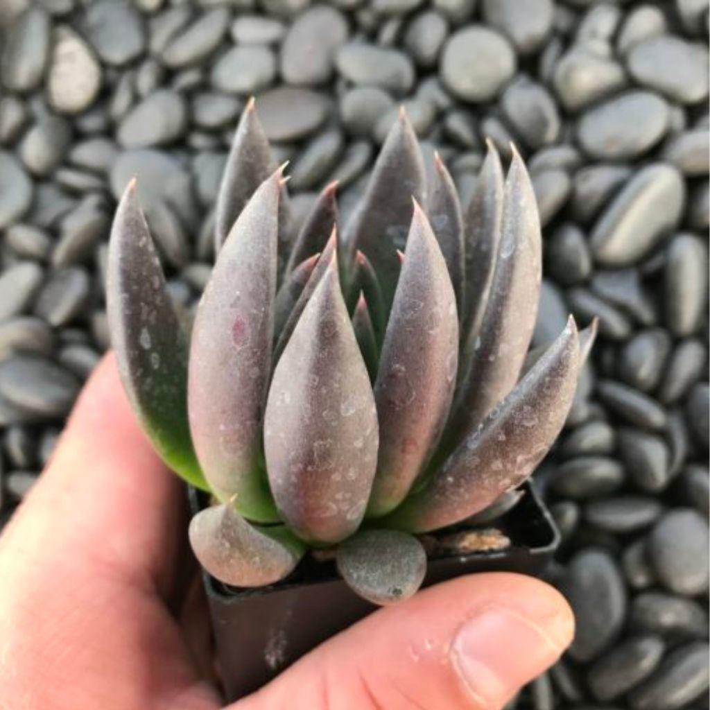 Echeveriaaffinis Black Knight, hand holding dark succulent plant.