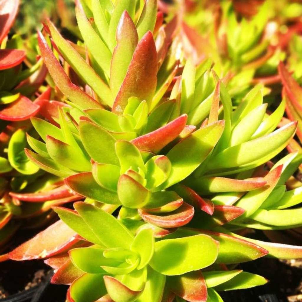 Echeveria Pringlei Succulent