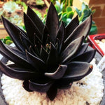 Black Knight Echeveria, dark rosette succulent on white stones.