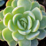 Echeveria Vertis, rooted starter succulent, green rosette leaves.