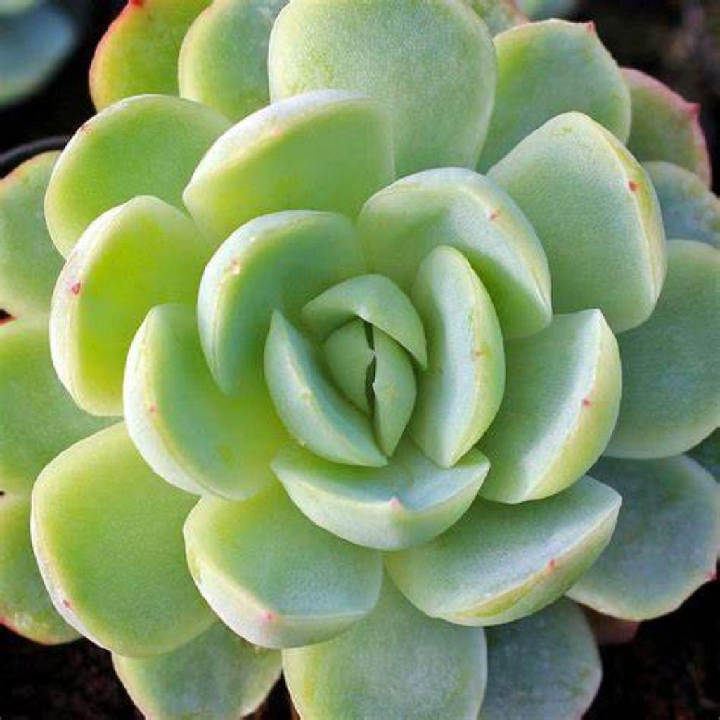 Echeveria Vertis, rooted starter succulent, green rosette leaves.