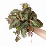 Episcia Pink Panther, USA grown, patterned leaf indoor plant.