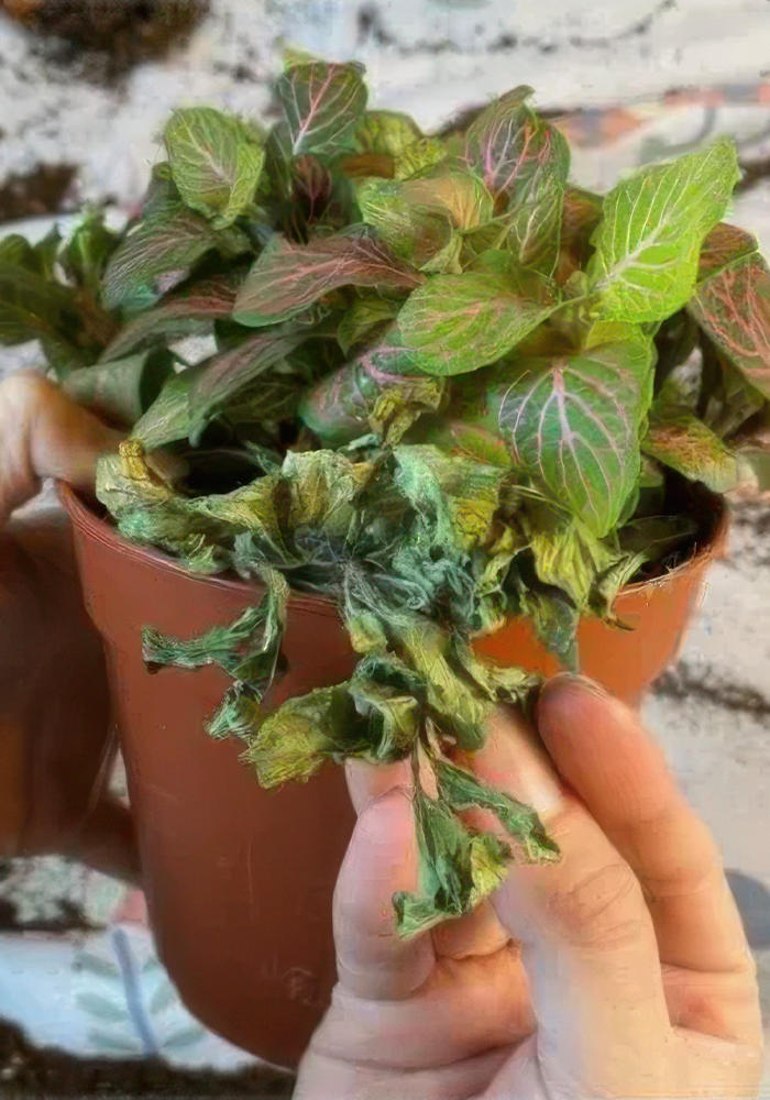 Starter Fittonia. Skeleton, pink veins, potted.