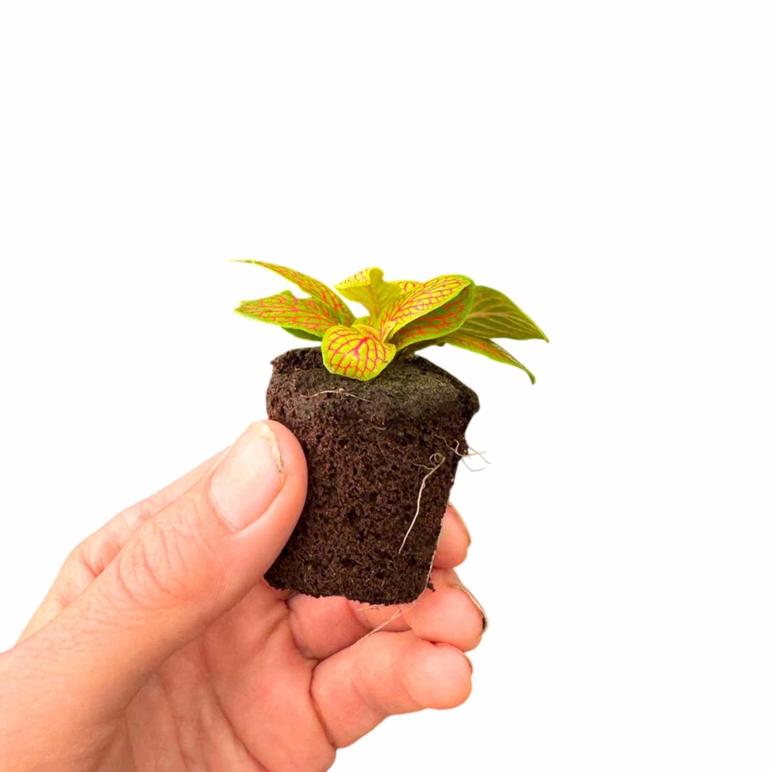 Fittonia Skeleton Rooted Starter Plant