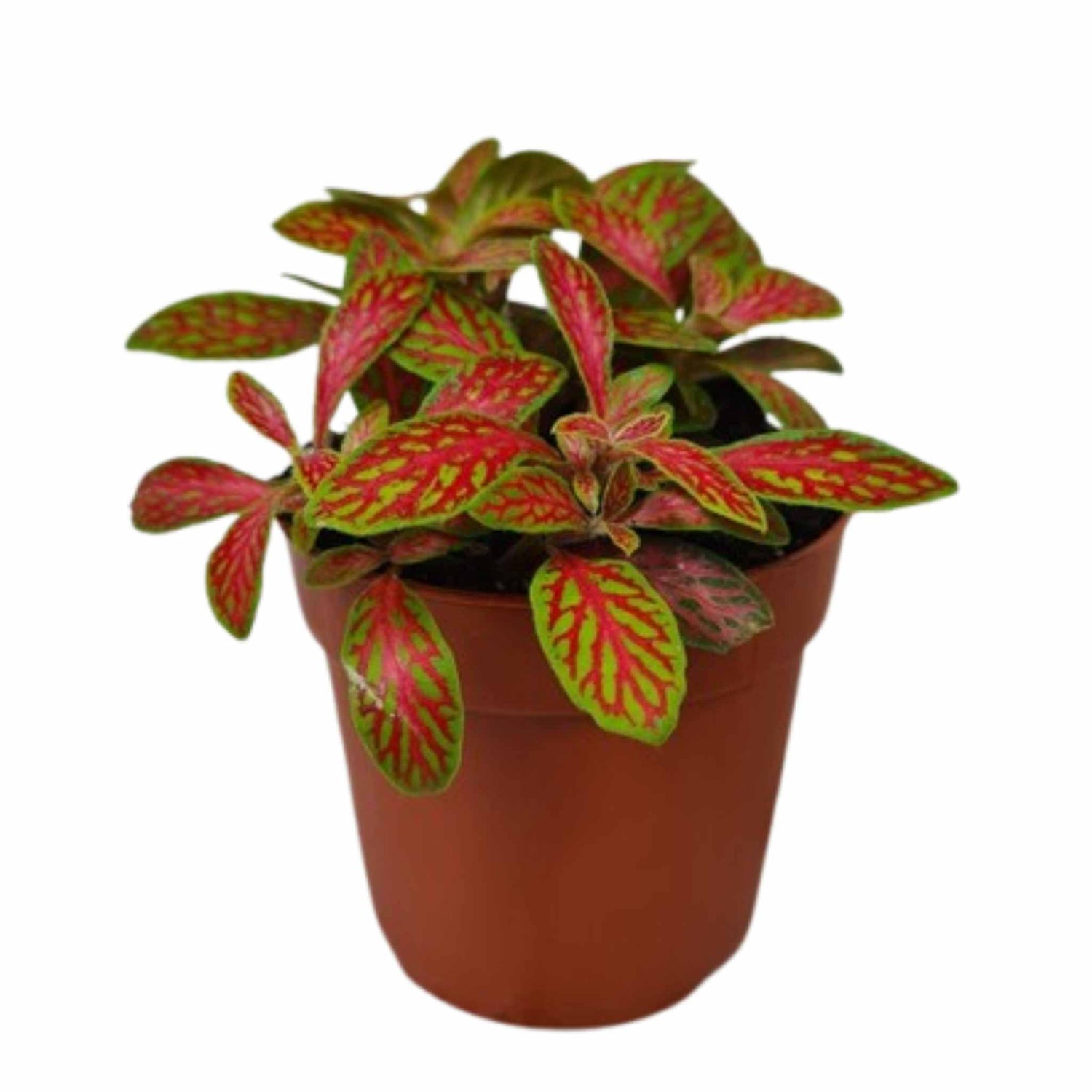 Fittonia Skeleton in brown pot, red vein plant, USA.