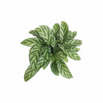 Freddie Calathea, for sale in USA, striped leaves, top view plant.