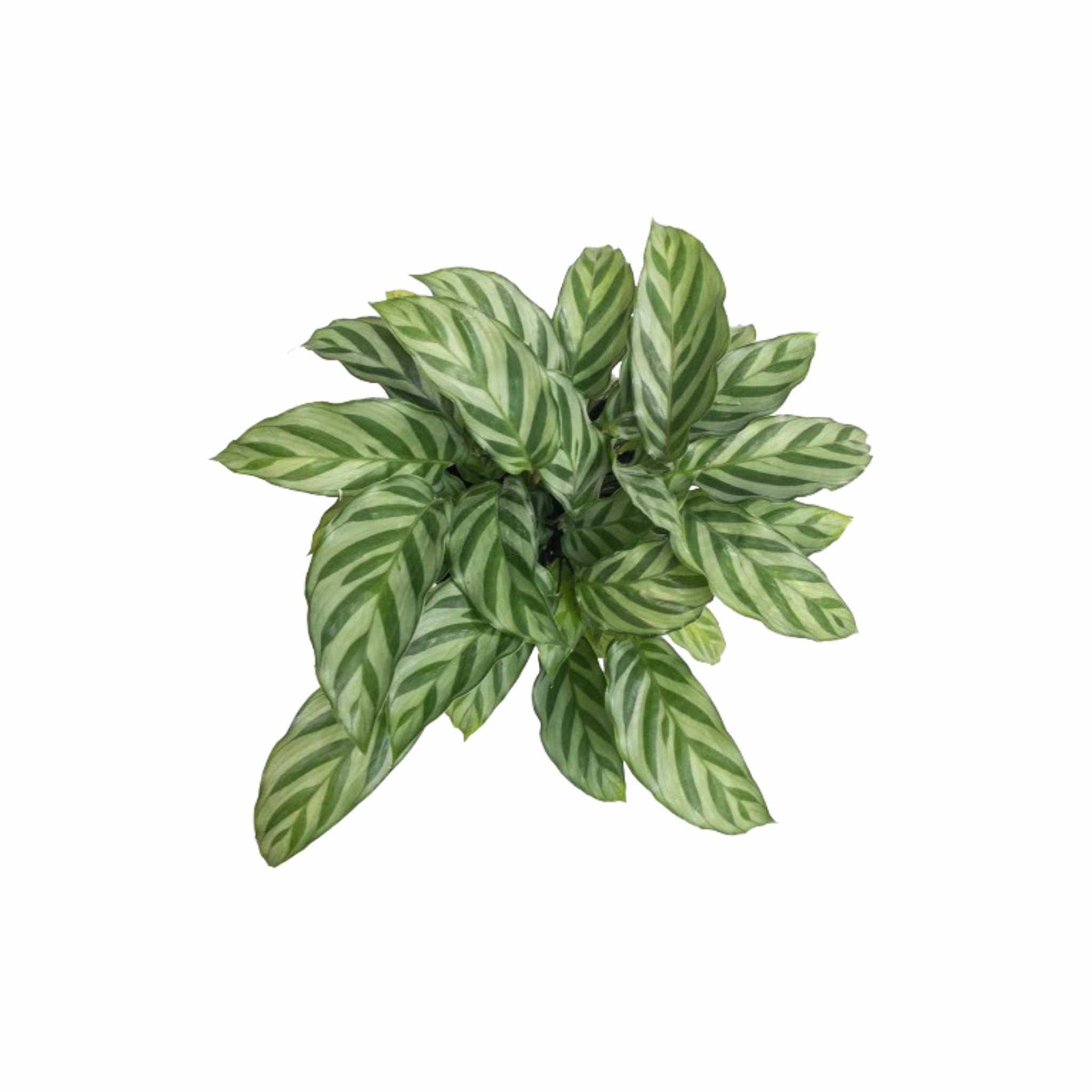 Freddie Calathea, for sale in USA, striped leaves, top view plant.