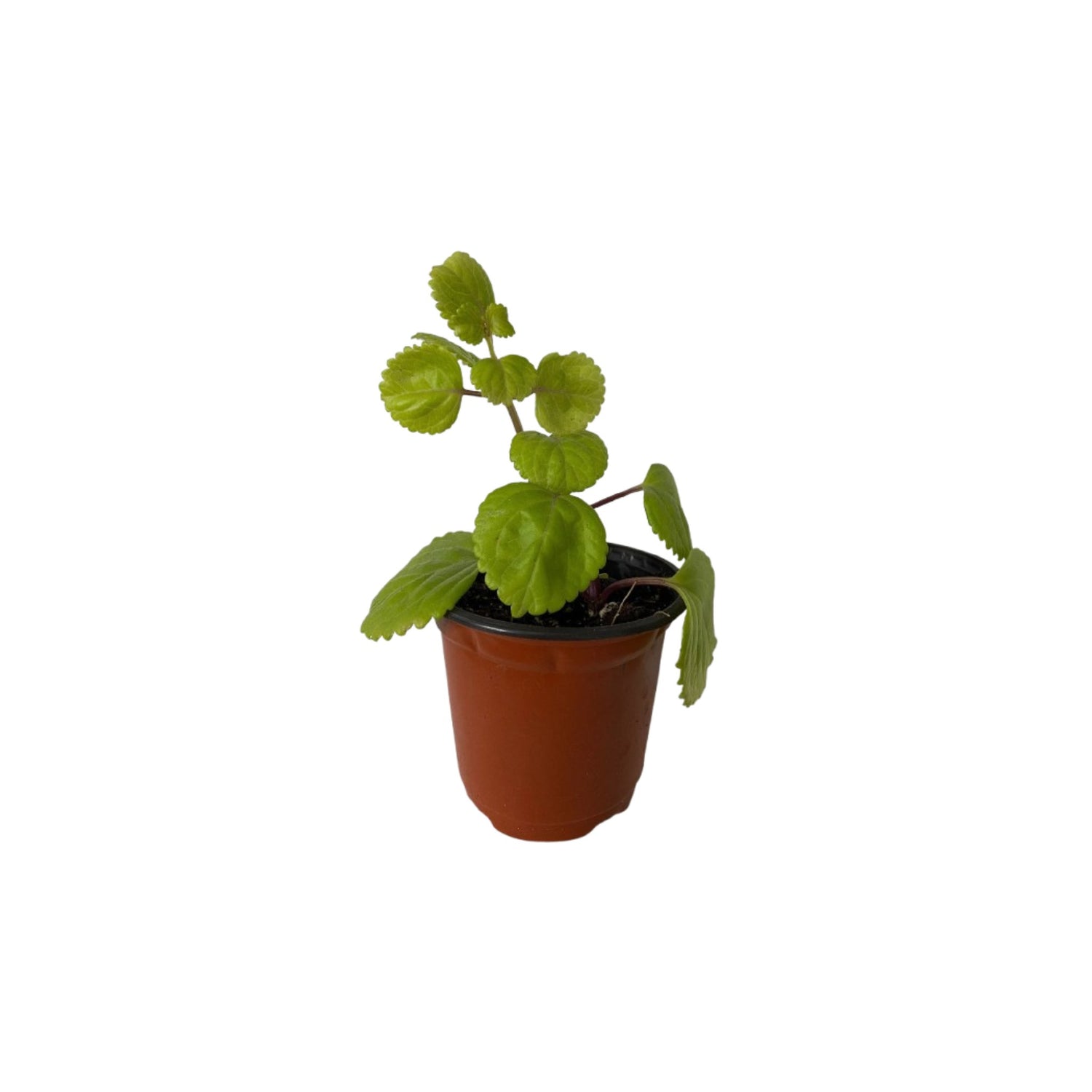 Green Ivy, buy indoor plants in USA, Plectranthus, potted plant.