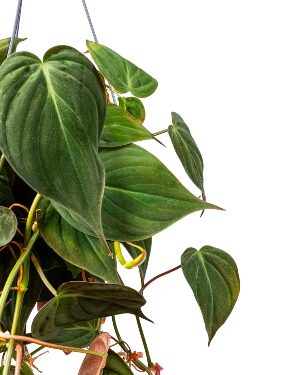 Green Velvet-Leaf Philodendron, home decor. USA