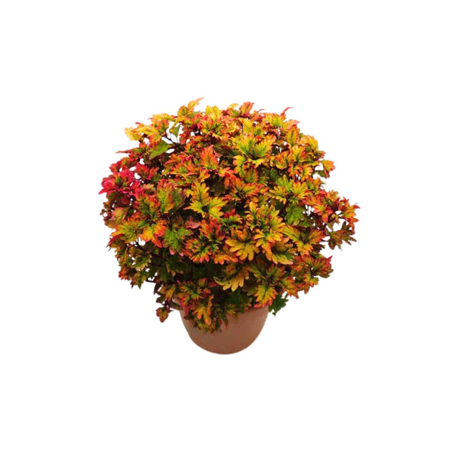 Coleus Smallwood Driveway