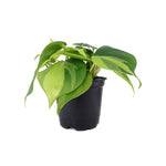 Indoor Philodendron Cordatum Regular, potted houseplant, leaves.