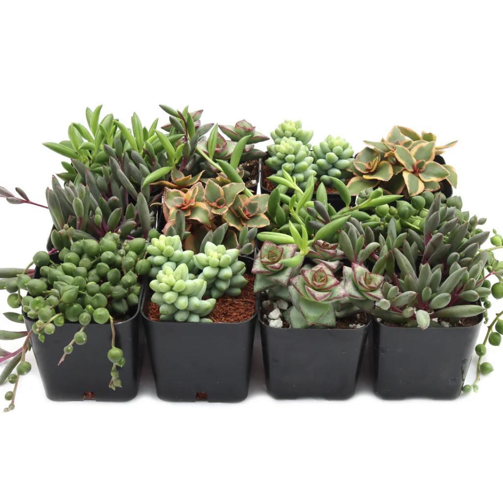 Succulent plants for indoors, variety pack, pots.