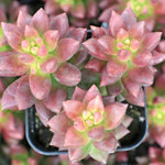 Sedeveria Hybrid Jet Beads, a vibrant succulent with colorful leaves.