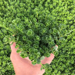 Green Carpet Sedum, John Creech variety, ground cover.