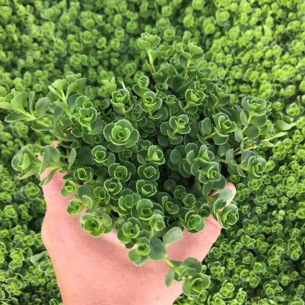 Green Carpet Sedum, John Creech variety, ground cover.