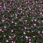 Double Lady Francis Pink Begonia, pink flowers in a garden setting.