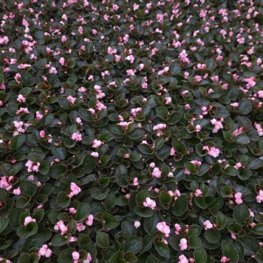 Double Lady Francis Pink Begonia, pink flowers in a garden setting.