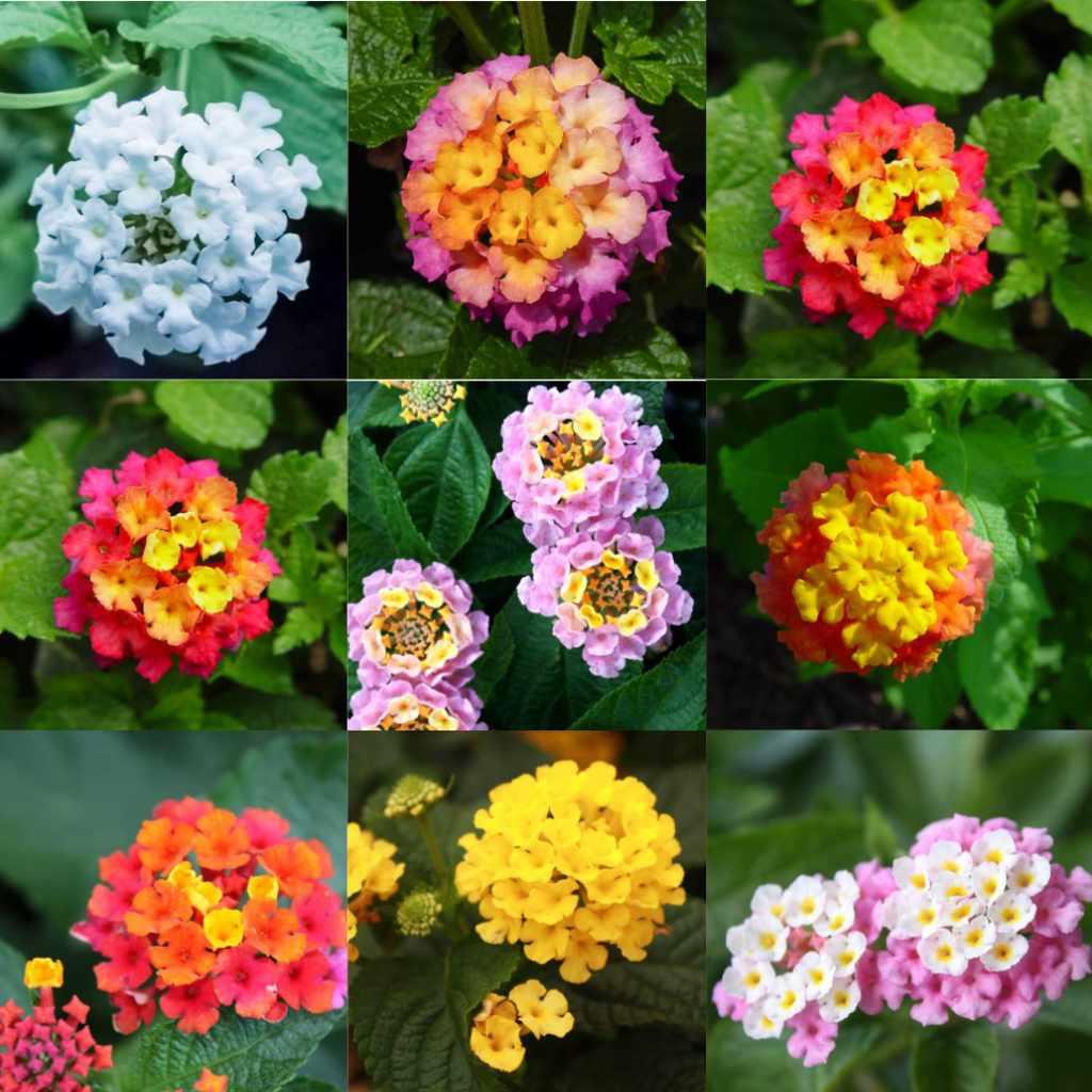 Lantana flowers, assorted colors, in a colorful display.